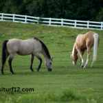 Cheval DE Base