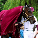 Un Cheval Par Jour